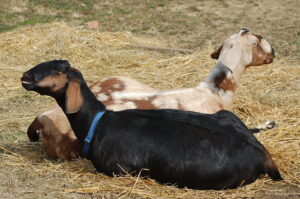 Jorji and Harmony Sunning 2010