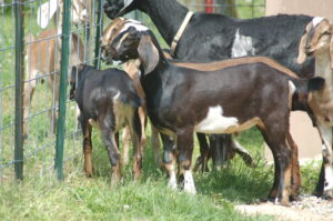 ADGA American Nubian Buckling