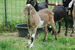 Purebred Buckling